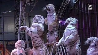 Уникальное представление цирка Демидовых