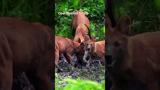 Rare and Elusive Dholes 🦊🔍 | Endangered Wild Dogs 🌏 #endangeredspecies  #RareWildDogs #reddog