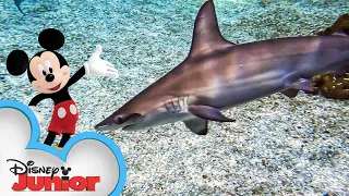 Fin-tastic Sharks 🦈 | Disney Animals | Mickey Mouse Funhouse |  @disneyjunior​