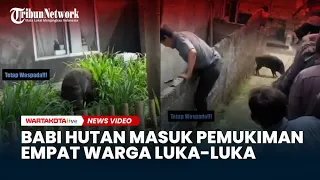 Detik-Detik Babi Hutan Masuk Permukiman dan Lukai Empat Warga di Bandung Barat