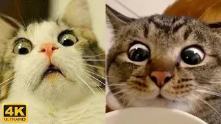 4K 😼 Funny cat life compilation 😂 Cute cat videos - Kris reaction