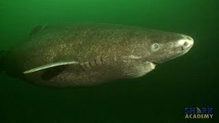 Greenland Sharks | SHARK ACADEMY