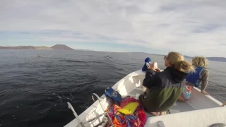 Orcas in Bahia de los Angeles!