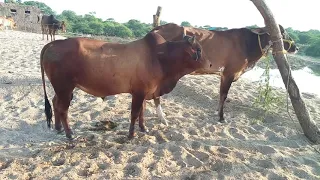 cow mating // excellent buffalo meeting// horse meeting😮 Gir cow meeting👌🏻