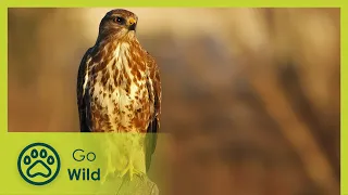 Islands of Wind and Fire - Wild Italy: Living with Volcanoes 3/3 - Go Wild