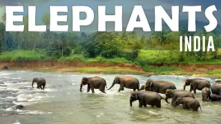 Kottur - Elephant park | Kerala | india