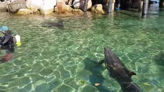 Diving with dolphins in the spa town of Israel, Eilat.  Winter 2020