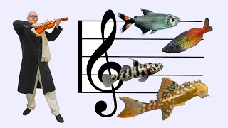 Tour! An Orchestra of NEW Fish