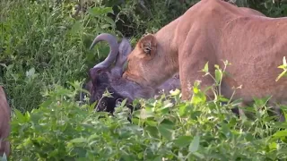 Lion Ambushes and Kills Wildebeest in the Serengeti