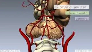 Circle of Willis   3D Anatomy