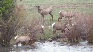 Elk action northside