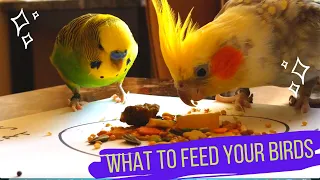 What To Feed Your Bird - Budgies, Cockatiels, Parakeets