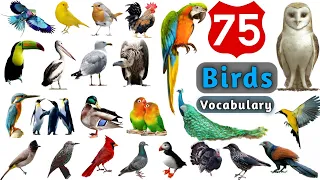 Birds Vocabulary ll 75 Birds Name In English With Pictures ll Visual Vocabulary