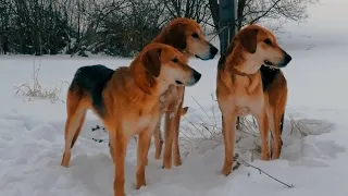 Охота на зайца с русской гончей