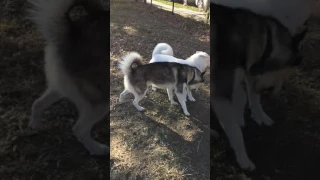 Siberian husky play date