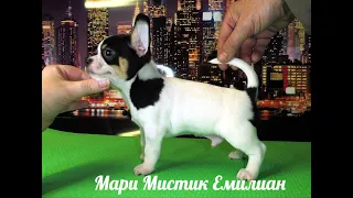 #ПРОДАЮ ЩЕНКА ЧИХУА МАРИ МИСТИК ЕМИЛИАН#куплючихуапродающенка##buypuppysellchihua#Russia