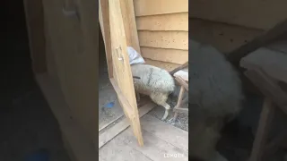 Тупая овечка