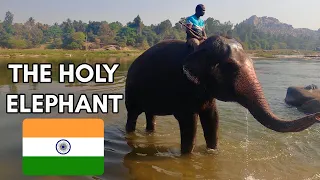 I Saw a SACRED Elephant in INDIA 🇮🇳