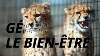 Gérer le bien-être - Un an au Parc Animalier d'Auvergne #3