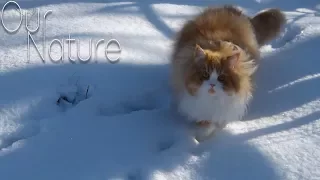 Cats Playing in the Snow! - Kitty's First Snow Compilation 2018