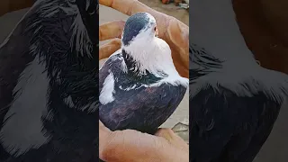 try to catch gola pigeon ,,,🔥 gola kabootar pakda❤️