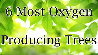 trees | most oxygen producing plants | air purifying plants | best air purifying plants/earth/plant