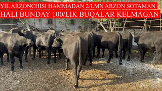 YIL ARZONCHISI SARKORBEK AKA N_1 100+100 LIK ABERDEEN ANGUS GEREFOD BUQALARI KELDI