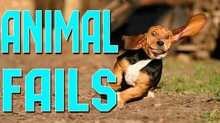 The Top 29 Dog Fails  FailArmy Hall of Fame December 2017