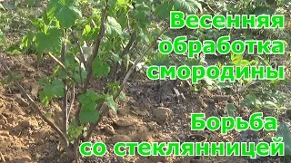 Весенний уход за черной смородиной.  Борьба со стеклянницей.