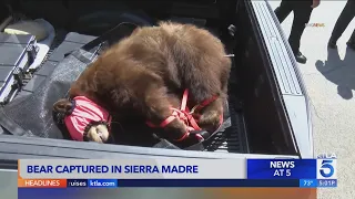 Bear captured in Sierra Madre