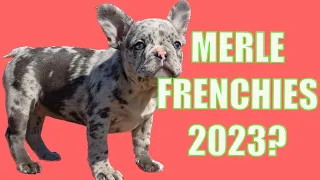 Are Merle Frenchies still popular in 2023?