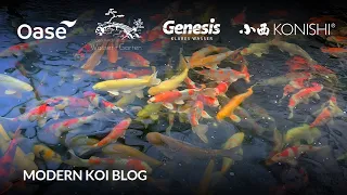 Modern Koi Blog #6219 - Live aus Japan: Konishis über 1.000 Elterntiere