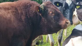 Grumpy Bull on the farm