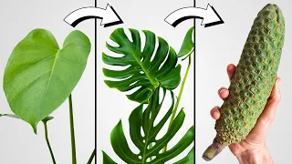 Every Monstera Owner NEEDS to Understand THIS