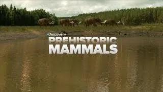 A Look At Prehistoric Mammals