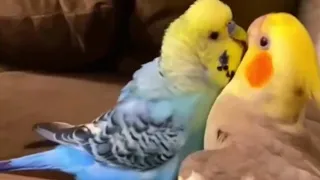 INCREDIBLE: Budgie Forces Cockatiel Out of Play Area - Must Watch! #birds#viral  #trending