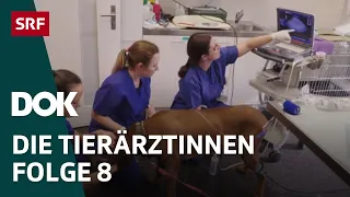 Junge Tierärztinnen und ihr Knochenjob – Erste Schritte im Berufsleben | Folge 8 | Doku | SRF Dok