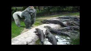 CRAZİEST Animal Fights ►► Lion vs Crocodile Bear Tiger Gorilla Elephant Buffalo Wild Animal Attacks