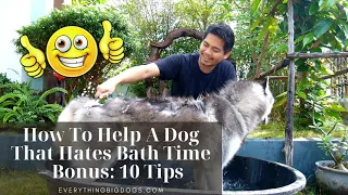 How To Help A Dog That Hates Bath Time – Bonus  10 Tips