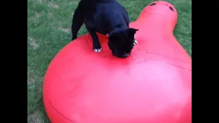 French bulldog pops giant water balloon