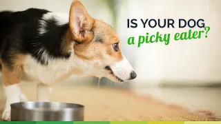 Is your dog a picky eater?