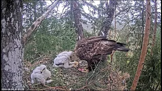 Kaljukotkas 2 : Golden Eagle-Orły przednie 🐥🌹🍀🐥🌹🍀Karmienia - Pojednanie ??? 04/06/2024 Estonia