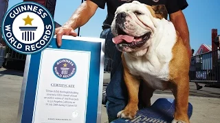 Farewell to Tillman, former fastest dog on a skateboard - Guinness World Records