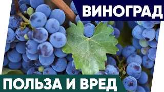 Виноград - Польза и Вред