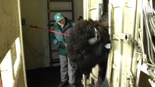 Tagging Wood Bison