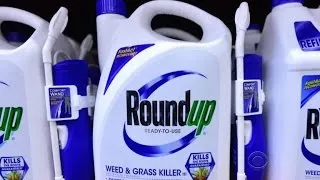 New court papers charge Monsanto manipulated data about safety of Roundup weed killer