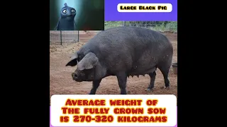 The Large Black Pig.