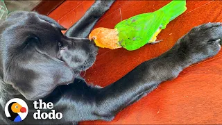 Attention Stealing Parrot Slowly Accepts His New Puppy Brother  | The Dodo Odd Couples