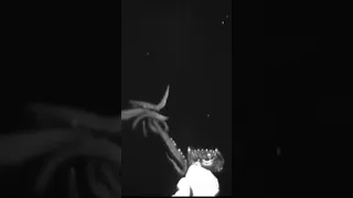 Rare Giant Squid Footage