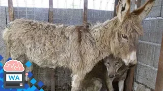 Dieser Esel sollte als Fressen für den Wolf enden, aber dann geschah etwas Unglaubliches...